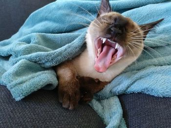 Close-up of cat yawning on blanket at home