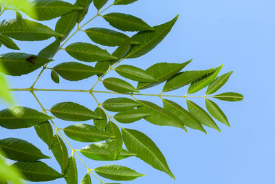 Low angle view of leaves against clear blue sky