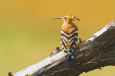 Close-up of hoopoe perching on branch