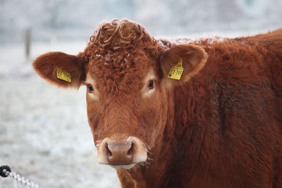 Portrait of cow