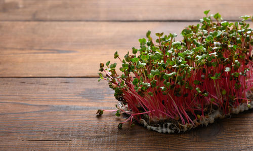 Fresh radish sprouts, healthy microgreen for salad and drinks. copy space