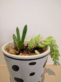 Close-up of potted plant against wall