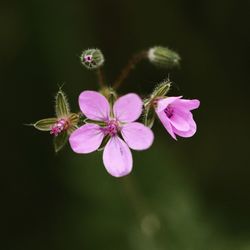 Close-up of pink flowering plant