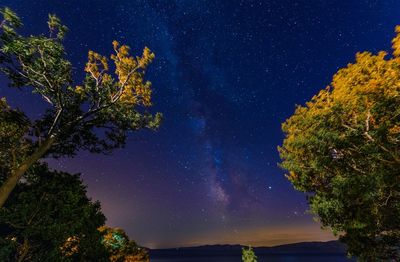 Low angle view of trees against sky at night