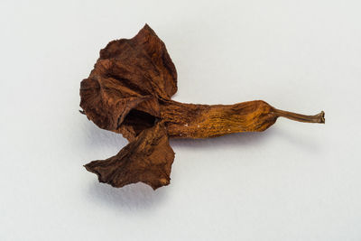 High angle view of dried leaf on white background