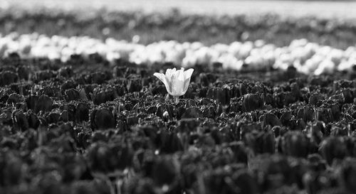 Close-up of white flower on field