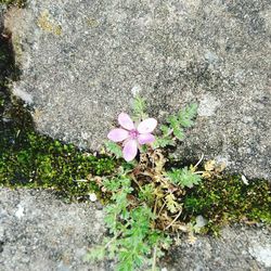 High angle view of flowers blooming outdoors