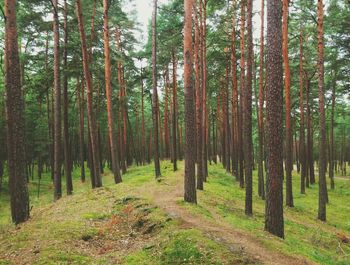 Trees in forest