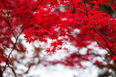 Low angle view of maple leaves on tree