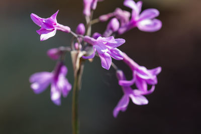 Close-up of purple flowering plant