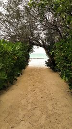 Walkway by trees