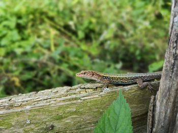 Close-up of lizard on tree