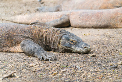 Close-up of lizard on sand at beach