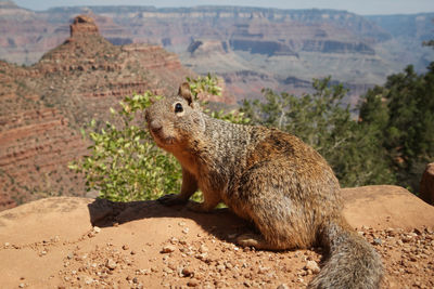 Squirrel on rock against mountains grand canyon