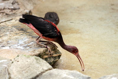 Close-up of bird drinking water in sea