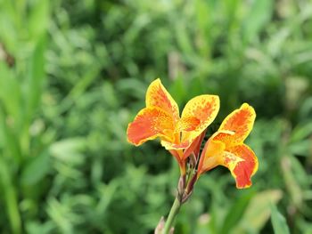 Close-up of flower blooming outdoors