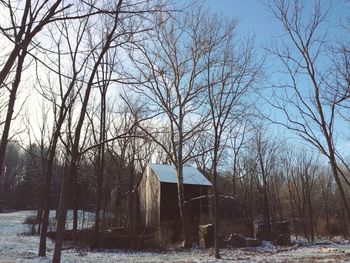 Bare trees in winter