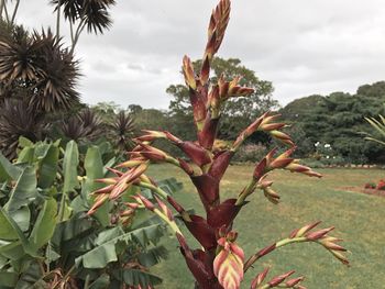 Close-up of fresh plants on field against sky