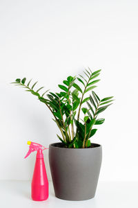 Close-up of potted plant against white background