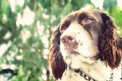 Close-up portrait of dog