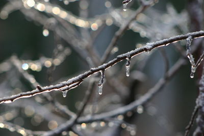 Close-up of snow on branch