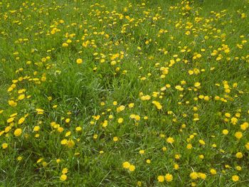 Close up of yellow flowers blooming in field