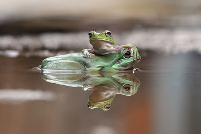 Close-up of turtle in water