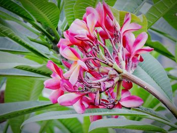 Close-up of pink flower