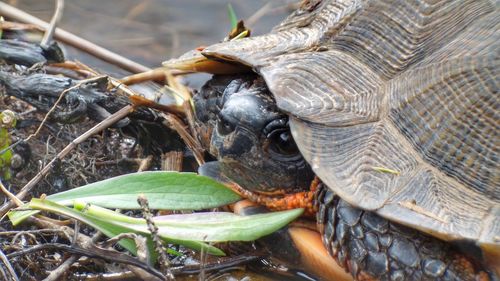 Close-up of turtle