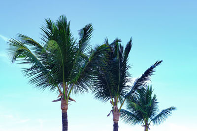 Low angle view of palm tree against clear blue sky