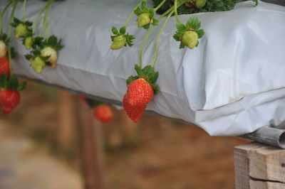 Close-up of strawberry