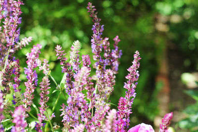 Willow-herb purple flower in the garden