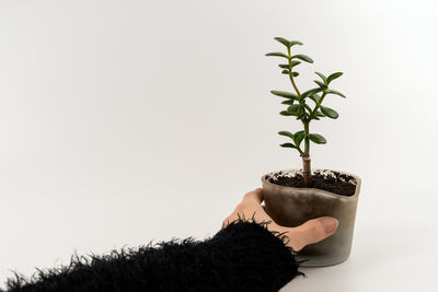 Woman holding potted plant