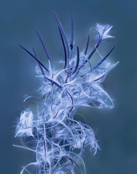 Close-up of dandelion flower against blue background