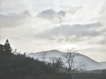 Silhouette trees in forest against sky