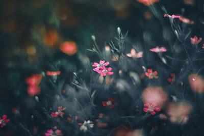 High angle view of pink flowering plants on field