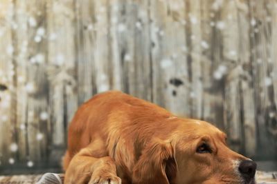 Close-up of golden retriever