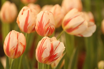 Tulip is a perennial bulbous herbaceous flower