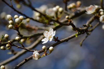 Close-up of cherry blossoms on branch