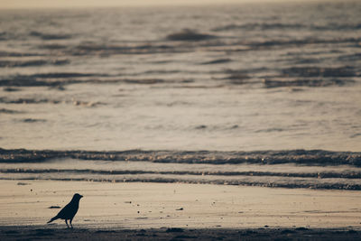 Silhouette bird on beach