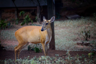 Deer standing on field