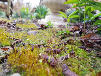 Close-up of plants growing on field