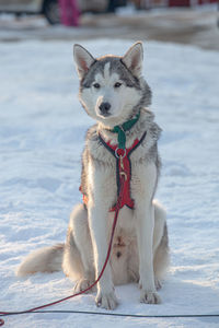 Dog sitting in snow