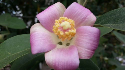 Close-up of pink flower