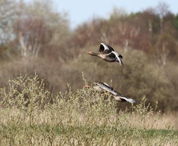 Bird flying over a field