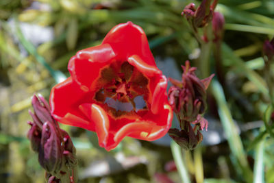Close-up of red flower
