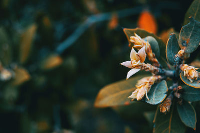 Close-up of flowering plant