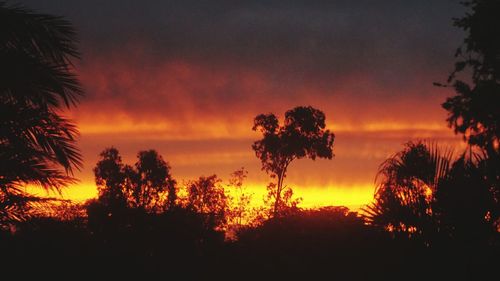 Silhouette of trees against dramatic sky