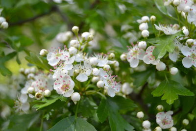 Close-up of flowers blooming outdoors