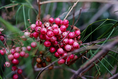 Close-up of red berries growing on tree